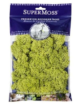 Reindeer Moss