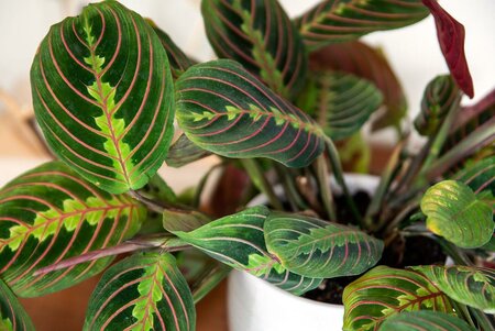 Green Prayer Plant