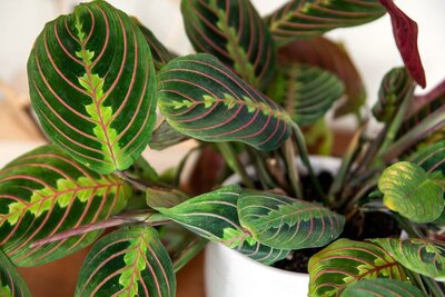 Green Prayer Plant