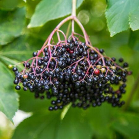 Bob Gordon Edible Elderberry