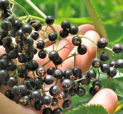 Ranch Edible Elderberry