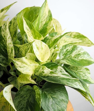 Pothos Marble Queen