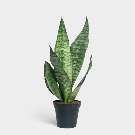 Snake Plant Zeylanica