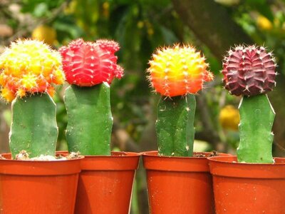 Grafted Cactus