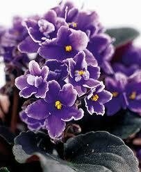 African Violet