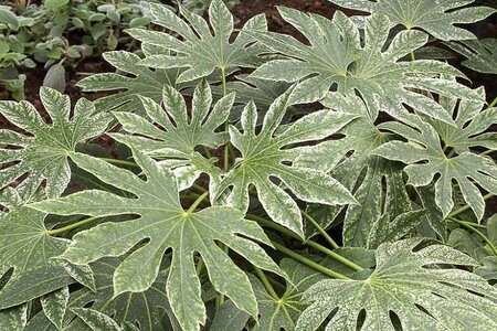 Spider'S Web Fatsia Japonica