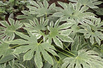 Spider'S Web Fatsia Japonica