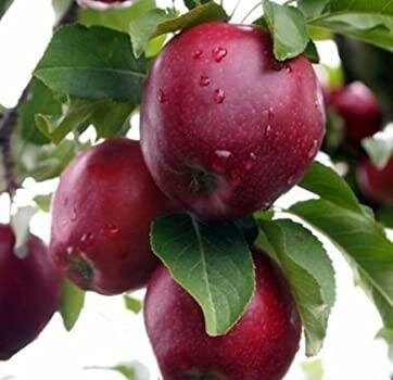 Red Delicious Apple Tree