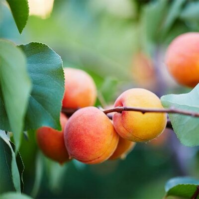 Wenatchee-Moorpark Apricot Tree