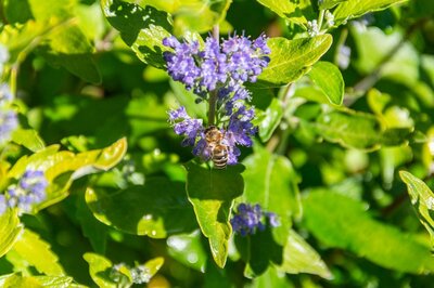 Beekeeper Minigold Bluebeard (Caryo