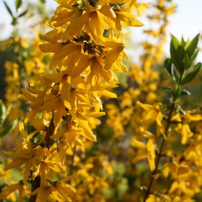 Flying Machine Forsythia