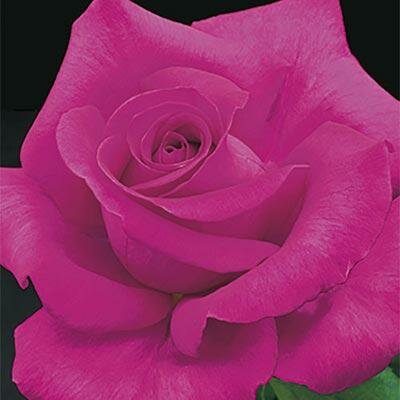 All My Loving Hybrid Tea Rose