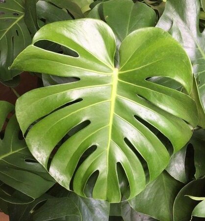 Swiss Cheese Monstera Plant