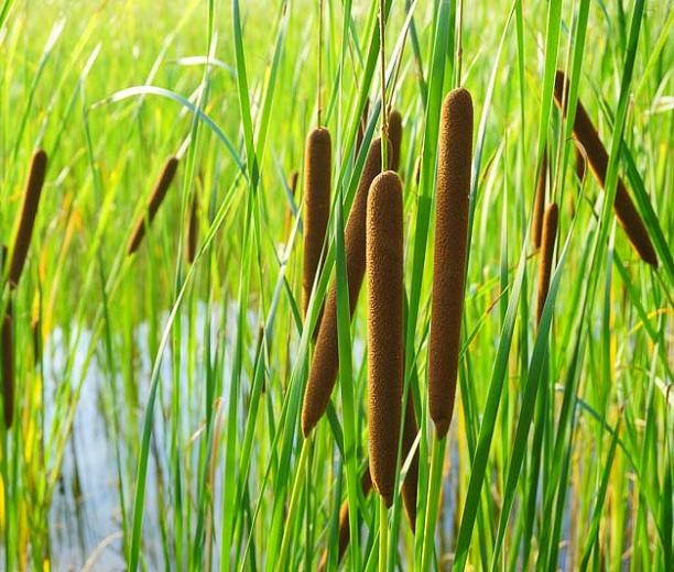 Bull Rush - Triple Tree Nurseryland