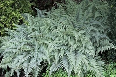 Ghost Japanese Painted Fern