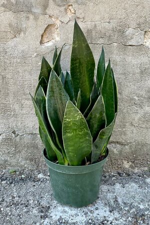 Snake Plant Fabi