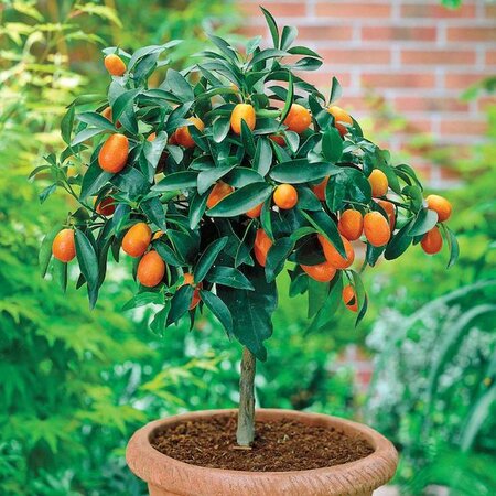 Calamondin Mini Orange - image 1