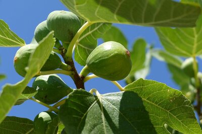 Fignomenal Dwarf Edible Fig Tree