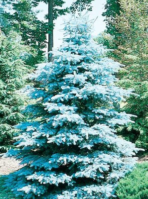 Hoopsi Blue Spruce