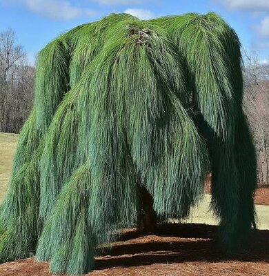 Weeping White Pine 6-7'