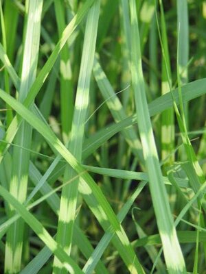 Porcupine Grass