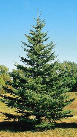 Black Hills Spruce