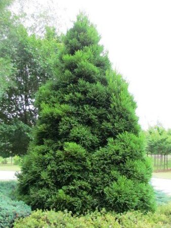 Rein's Dense Jade Japanese Cedar