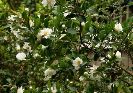 Winter'S Snowman Camellia