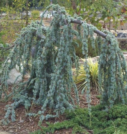 Weeping Blue Atlantic Cedar