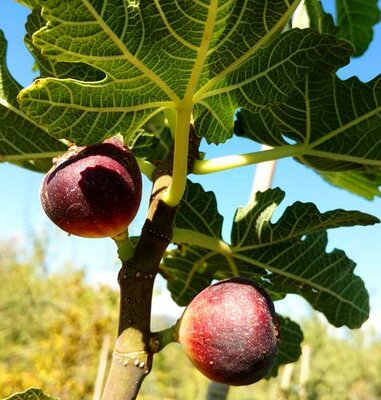 Italian Everbearing Edible Fig