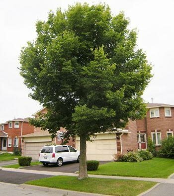 Hackberry Tree