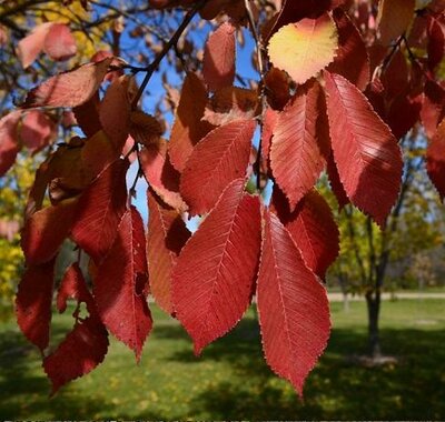 Northern Princess Japanese Elm