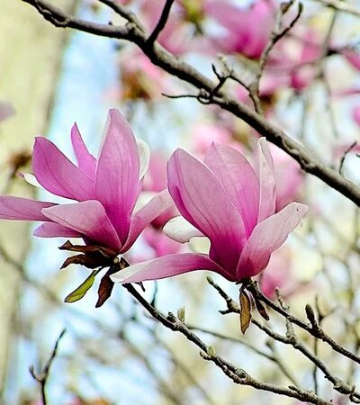 Alexandria Japanese Saucer Magnolia