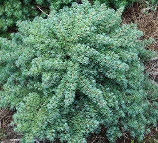 Blue Dwarf Japanese Larch Tree