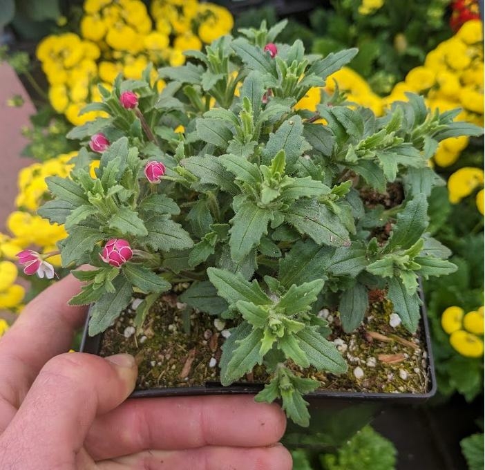 EXOTIC NIGHT-BLOOMING PHLOX (MIDNIG - Triple Tree Nurseryland