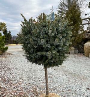 Tree Form Dwarf Serbian Spruce