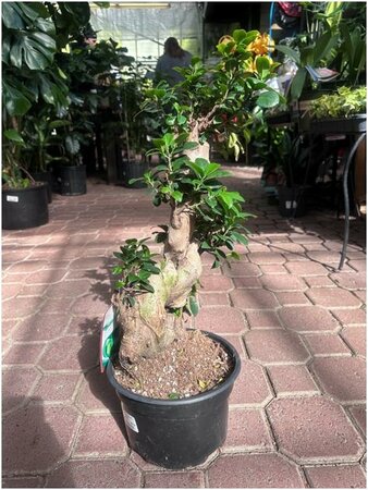 Ficus Ginseng Bonsai in Ceramic