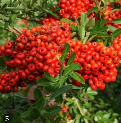 Victory Firethorn Pyracantha