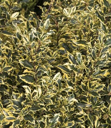 Gold Coast Variegated Holly