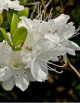 Hino White Japanese Azalea