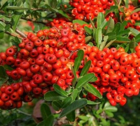 Victory Firethorn Pyracantha