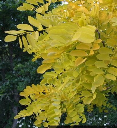 Golden Acacia Tree