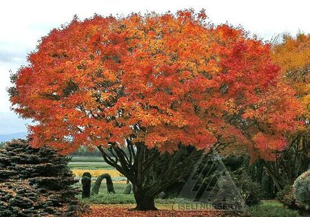 Tobiosho Japanese Maple