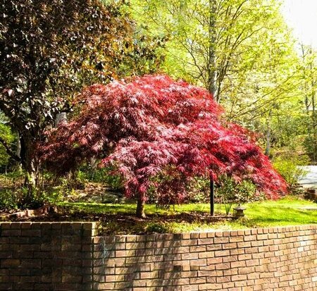 Red Dragon Japanese Maple