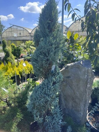 Spiral Wichita Blue Juniper