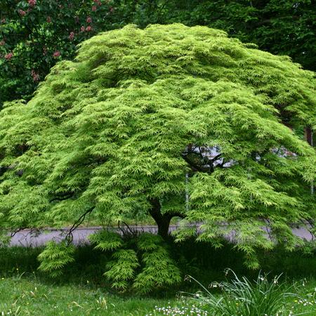 Waterfall Japanese Maple