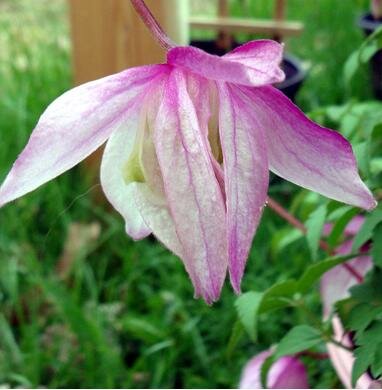 Pink Flamingo Clematis