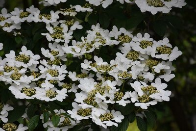 Summer Snowflake Viburnum