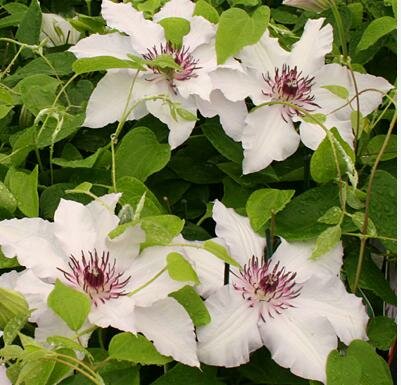 Snow Queen Clematis