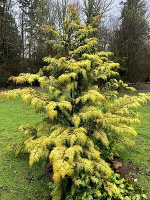 Fernspray Gold Cypress